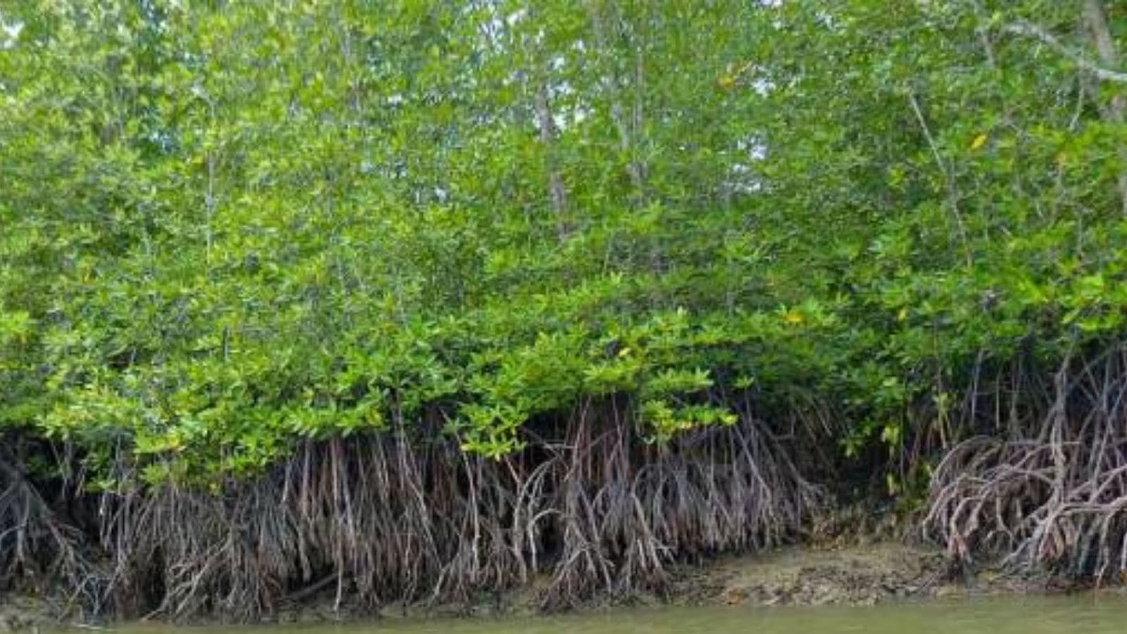847 mangroves to be cut for bullet train-linked project, remote plantation allowed as exception