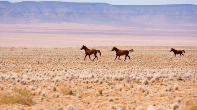 animals