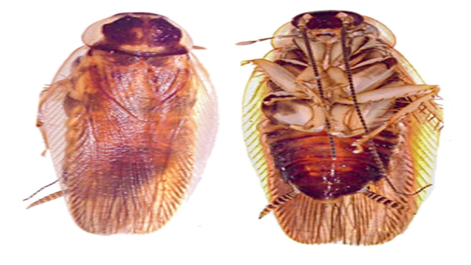 New Cockroach Species Discovery Reveals India's Hidden Wildlife