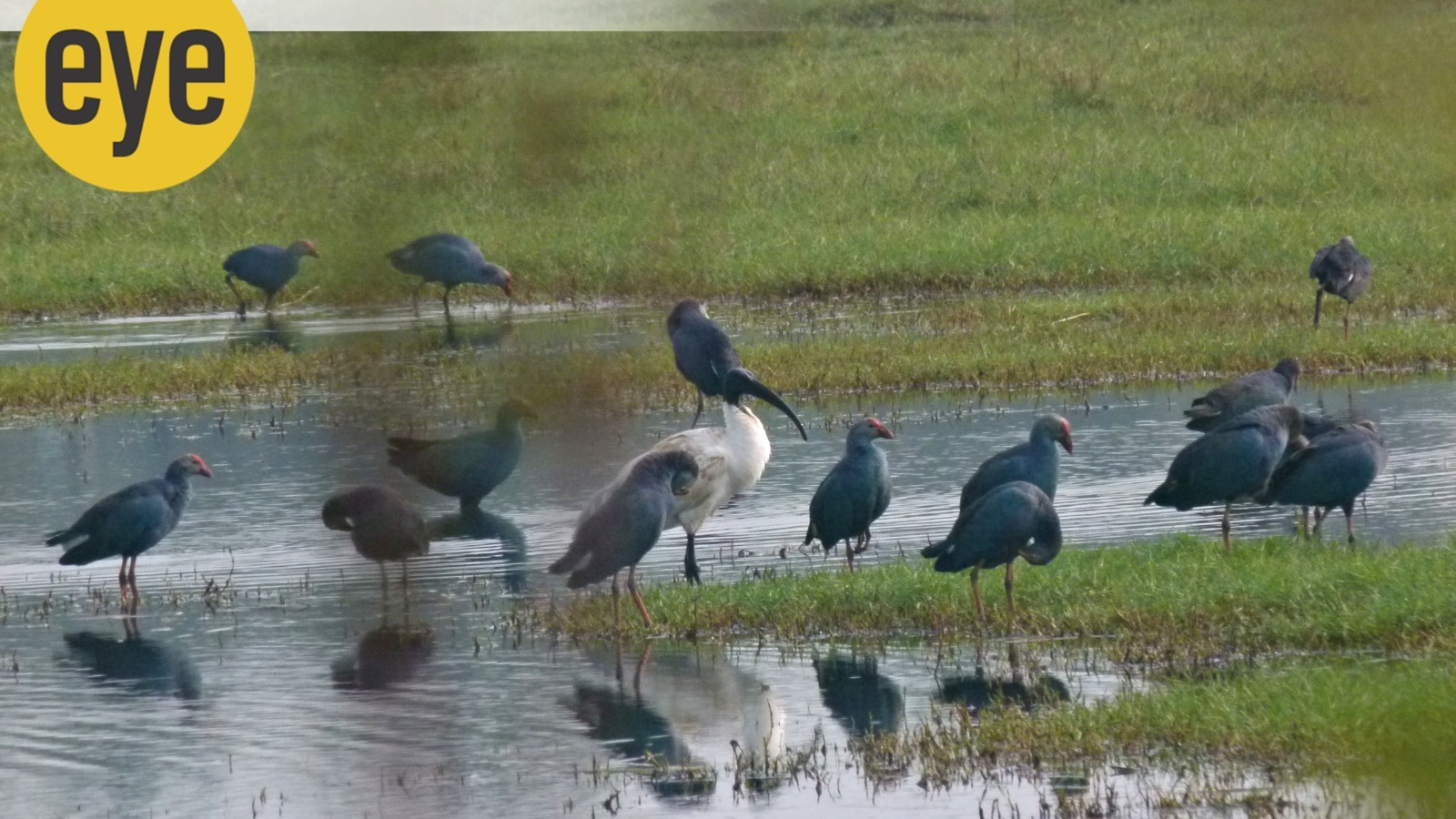 Travelling north from Lake Mayem to meet the swamphens