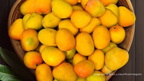 So far, around 160 customers have signed up to rent mango trees