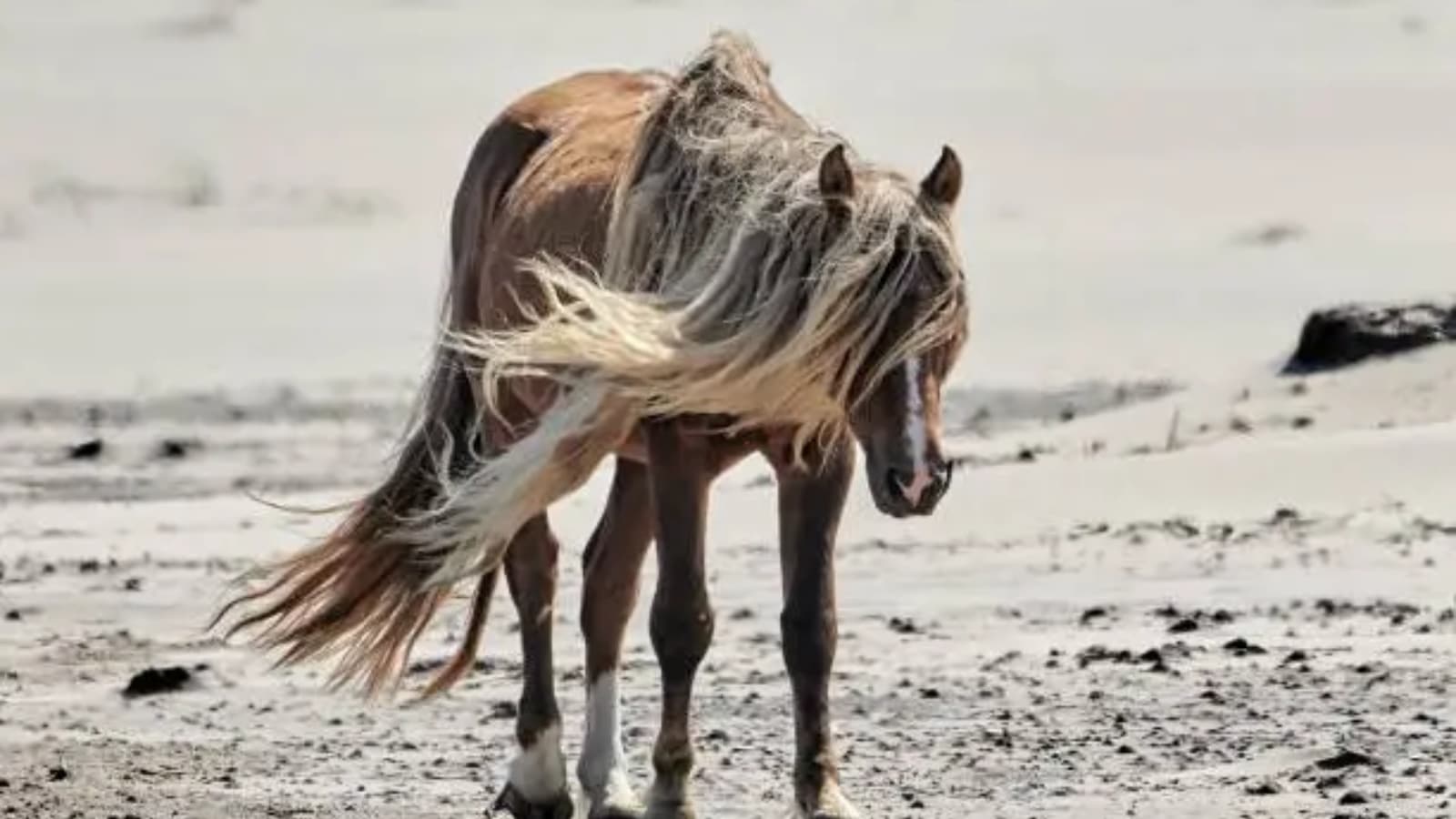 Where to find horses in their natural habitat