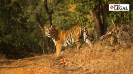 Satpura and Melghat Tiger Reserves nhai national highway project madhya pradesh high court