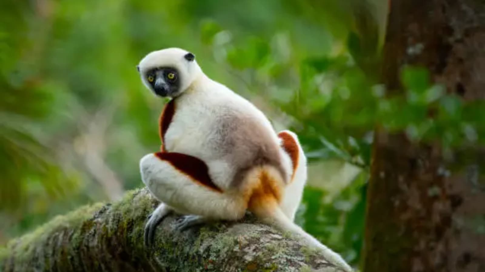 Six animals with extraordinary communication skills