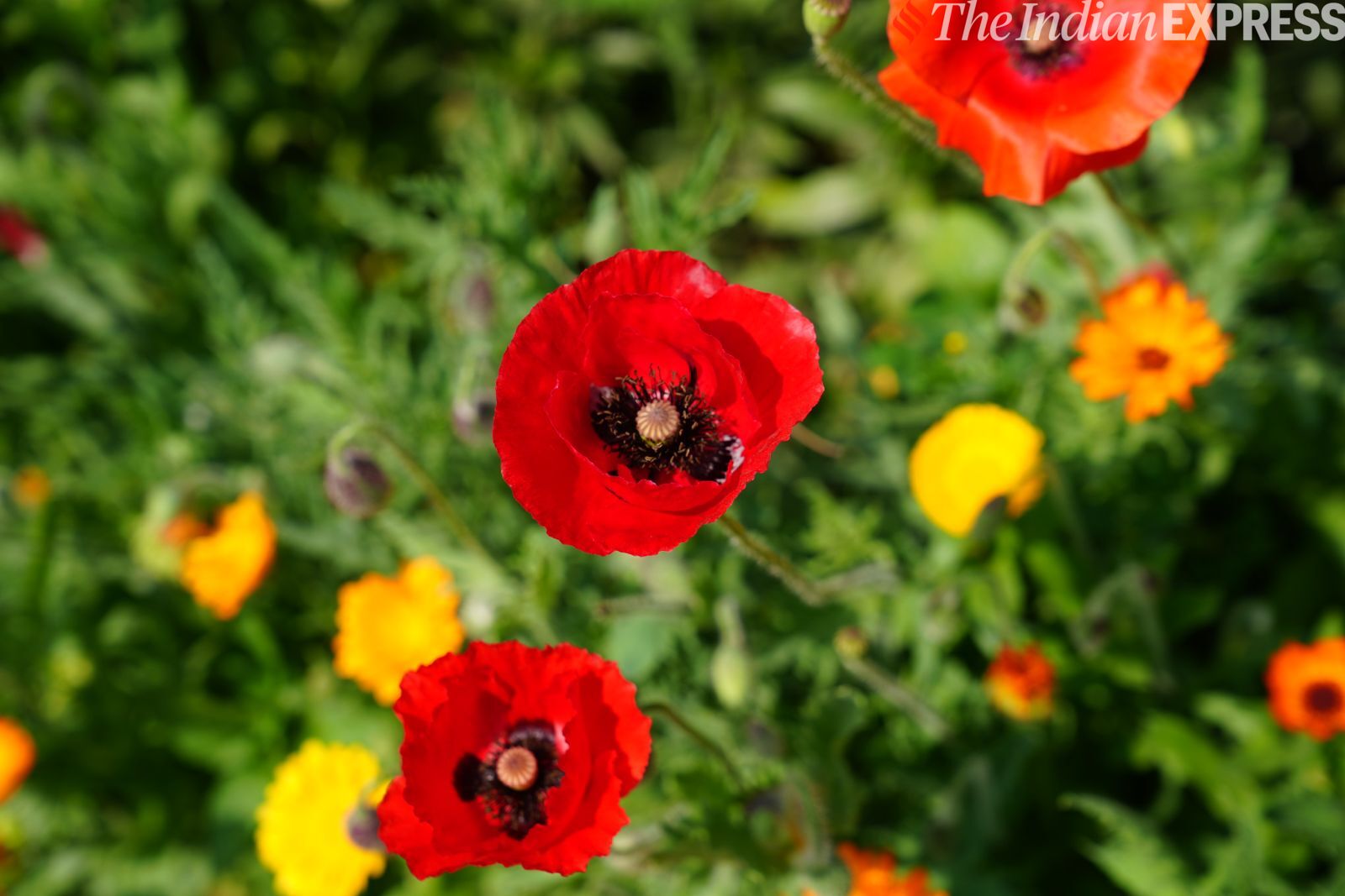 कैमरा नमूना 3