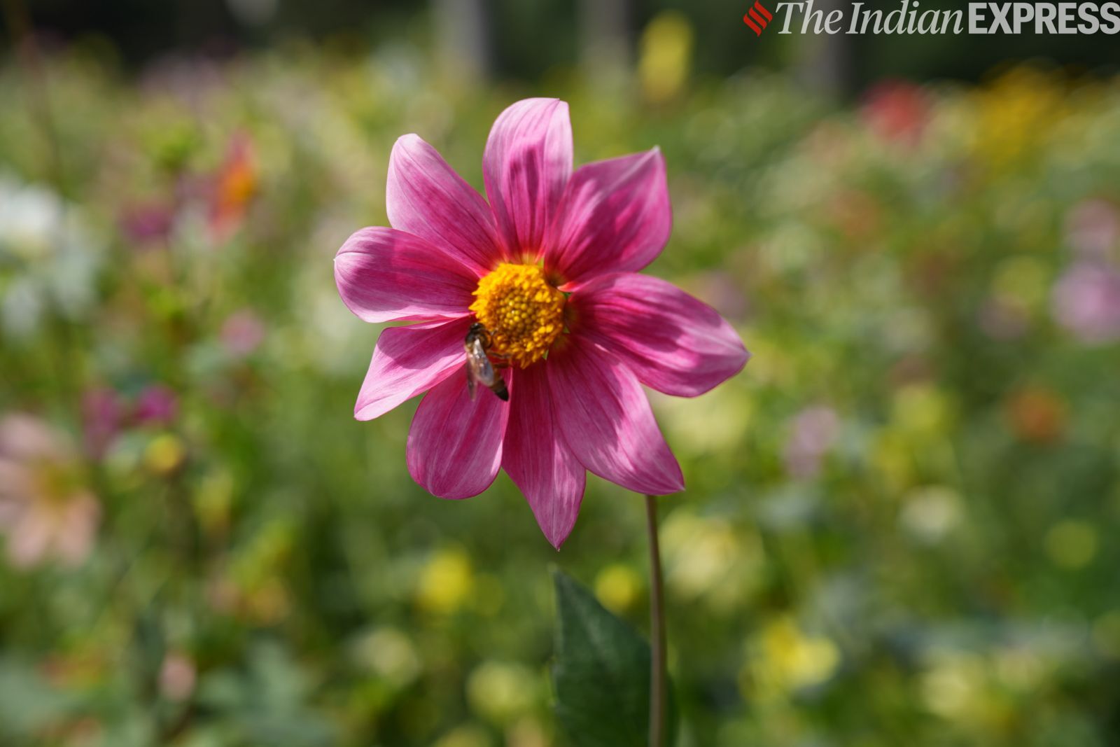 कैमरा नमूना 5