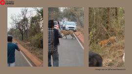 Tadoba tiger video