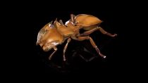 ANT 3D SCANS