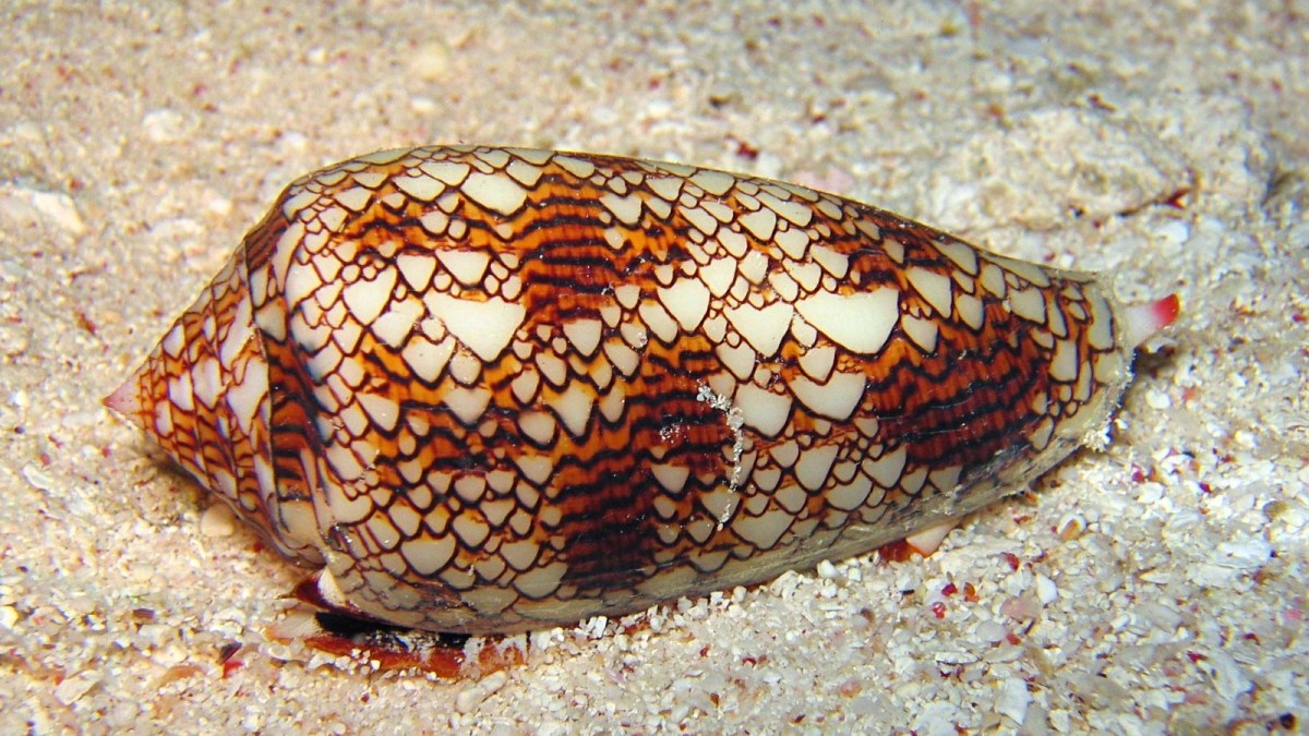 cigarette snail venom The 'cigarette' cone snail that can kill humans with one sting |  Pets-animals News