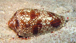 snail