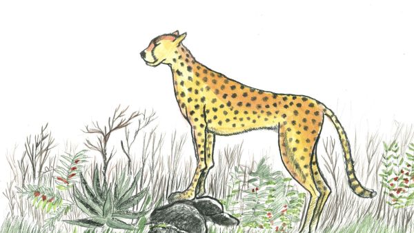 An sketch of of a lone cheetah standing against the dying light called, 'The Last Migrant.'