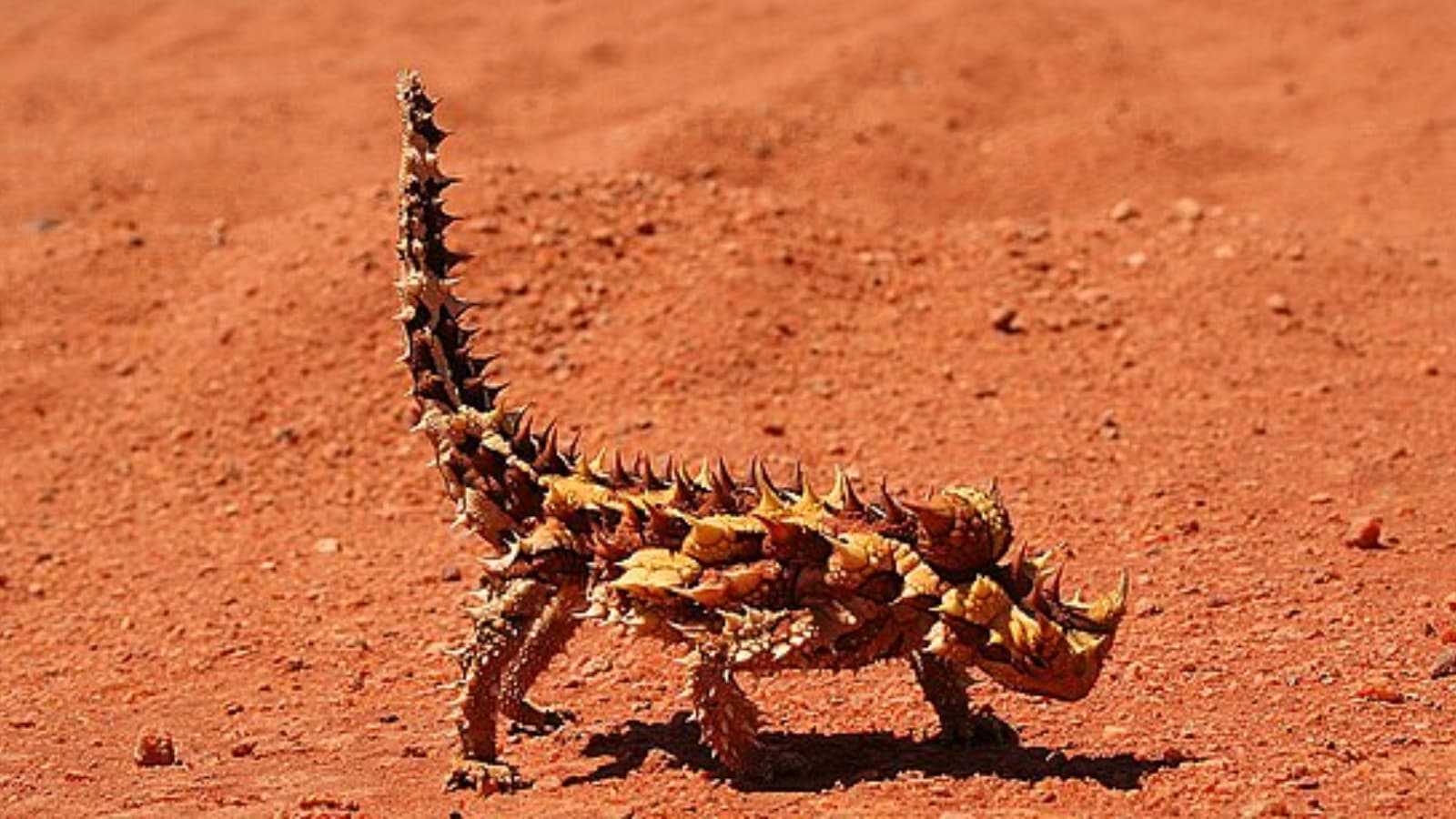 6 animals that never need to drink water