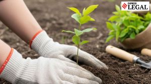 ‘Plant and maintain 20 saplings’: Why Punjab and Haryana High Court suspended 73-year-old convict’s PMLA sentence