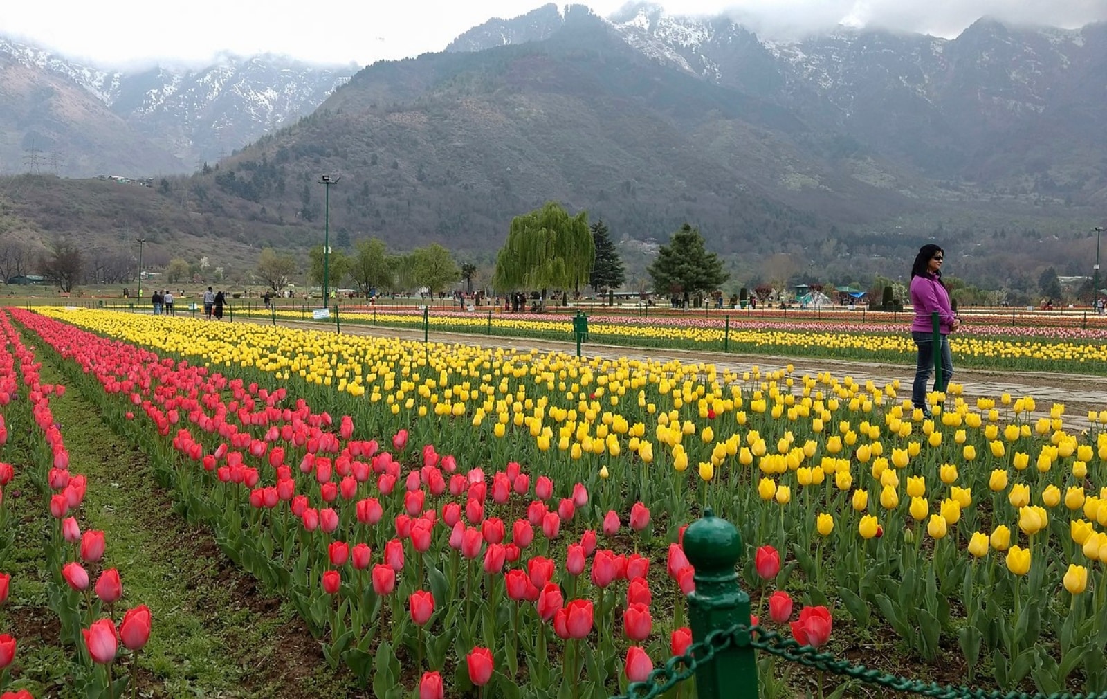Tulip Garden, Srinagar
