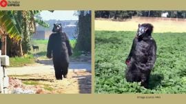 UP farmers bear costume