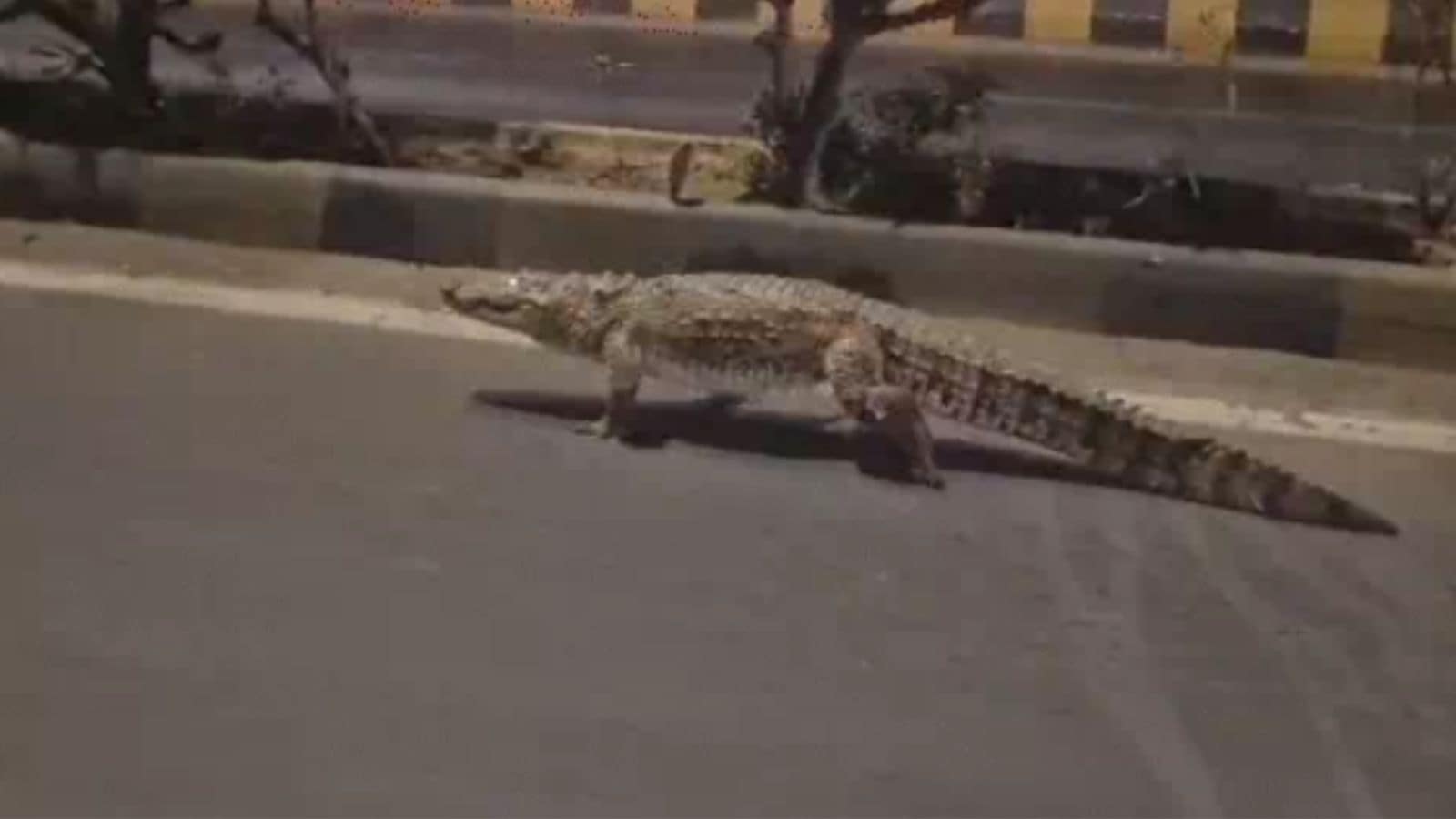 Double dose of reptile drama for Vadodara residents: Crocodiles stray into urban areas late at night