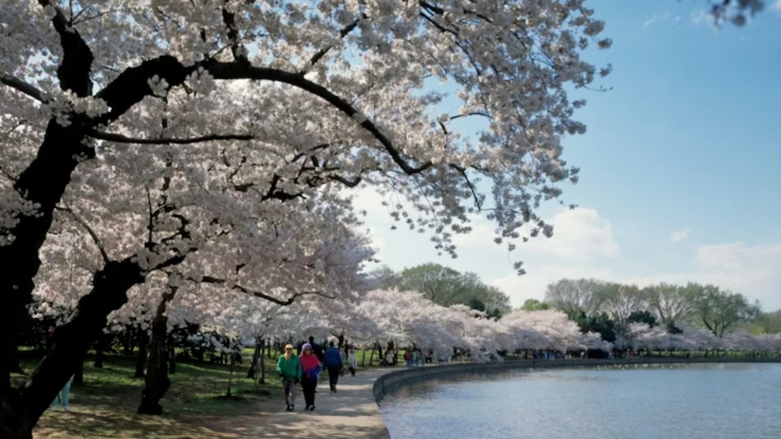 Where to find stunning cherry blossoms around the world