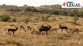 blackbuck AI image NGT Vallanadu sanctuary Tamil Nadu