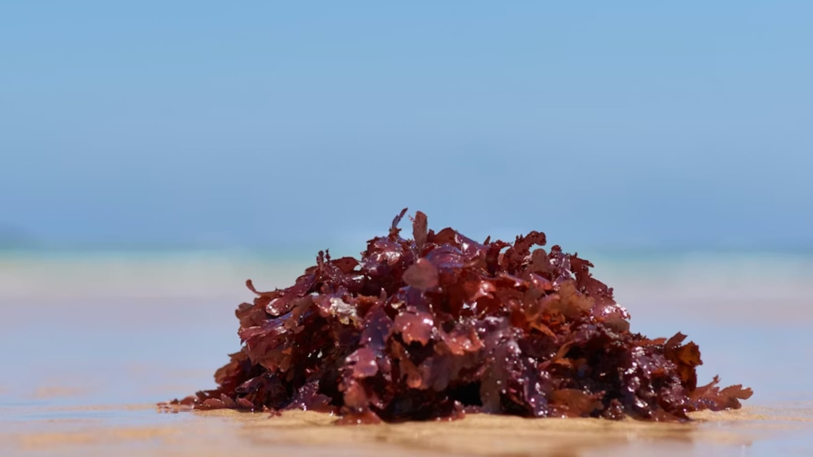 What is seaweed bathing?