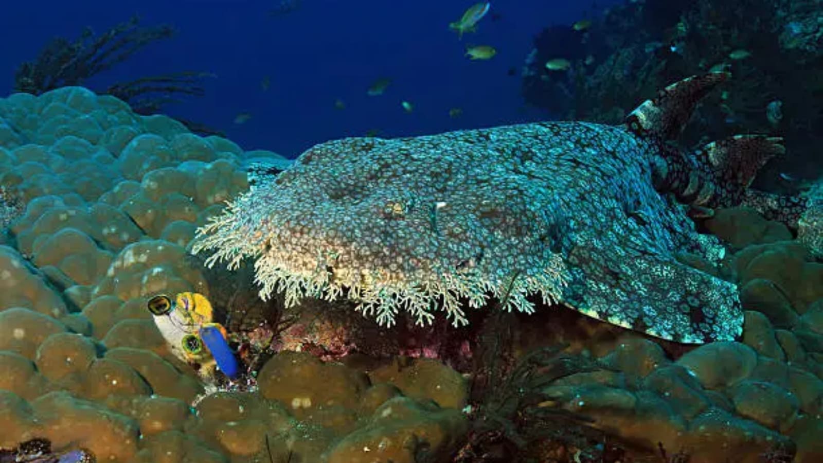 Unusual shark species you didn’t know existed