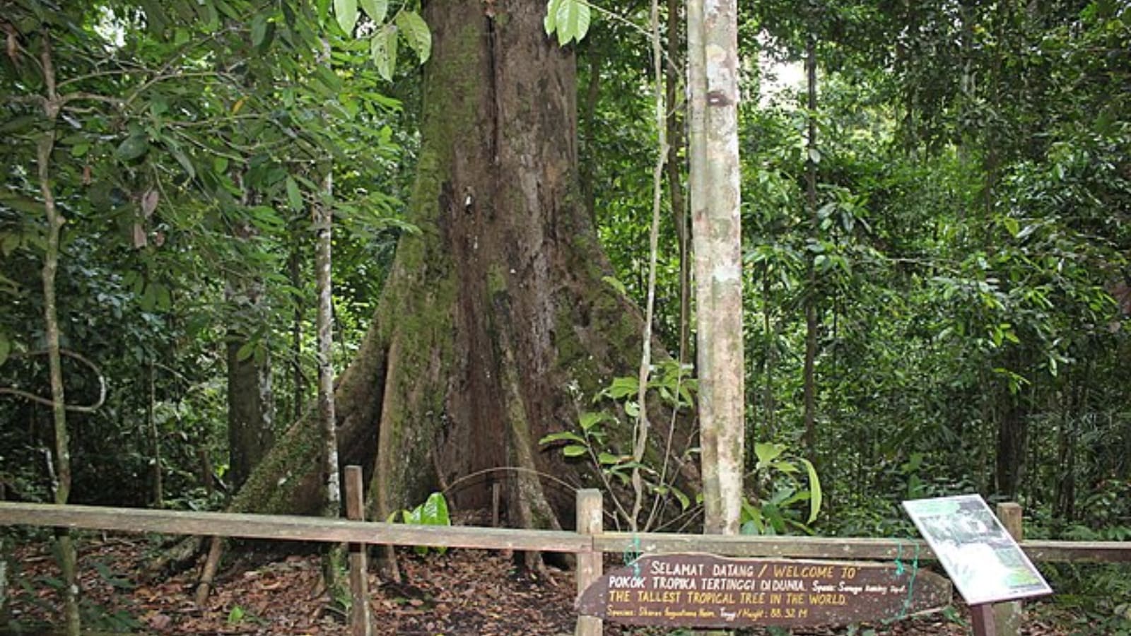 6 record-breaking trees you need to see