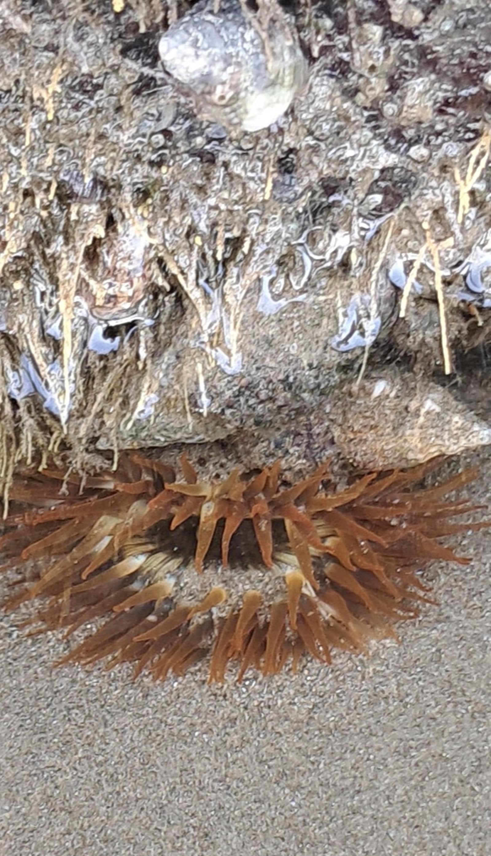 Sea anemones maintain cordial bilateral relationships with several other creatures, including two types of green algae which live among their tentacles. 
