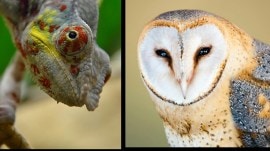 head