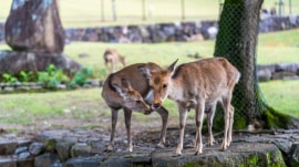 animals