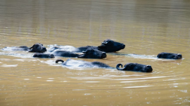 animals