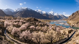 apricot blossom