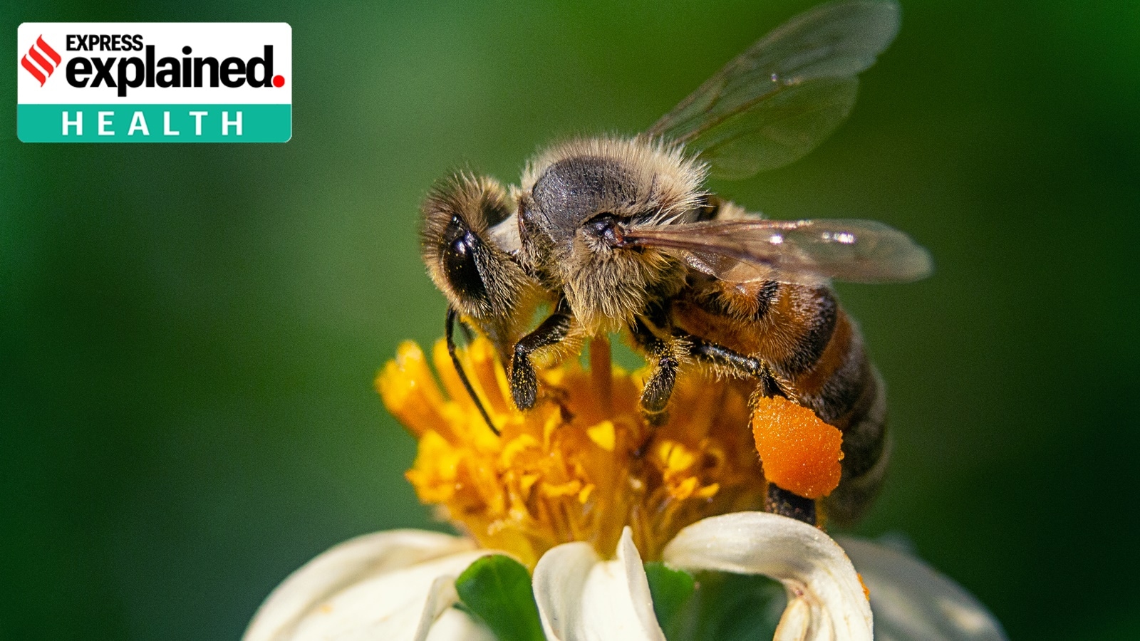 Why honey bees attack humans and what you should do to protect yourself