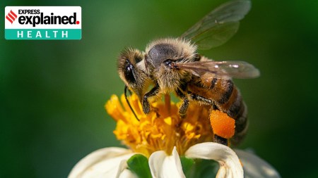 It is important to understand that bees generally do not attack on their own – there is an external disturbance or perceived threat involved.