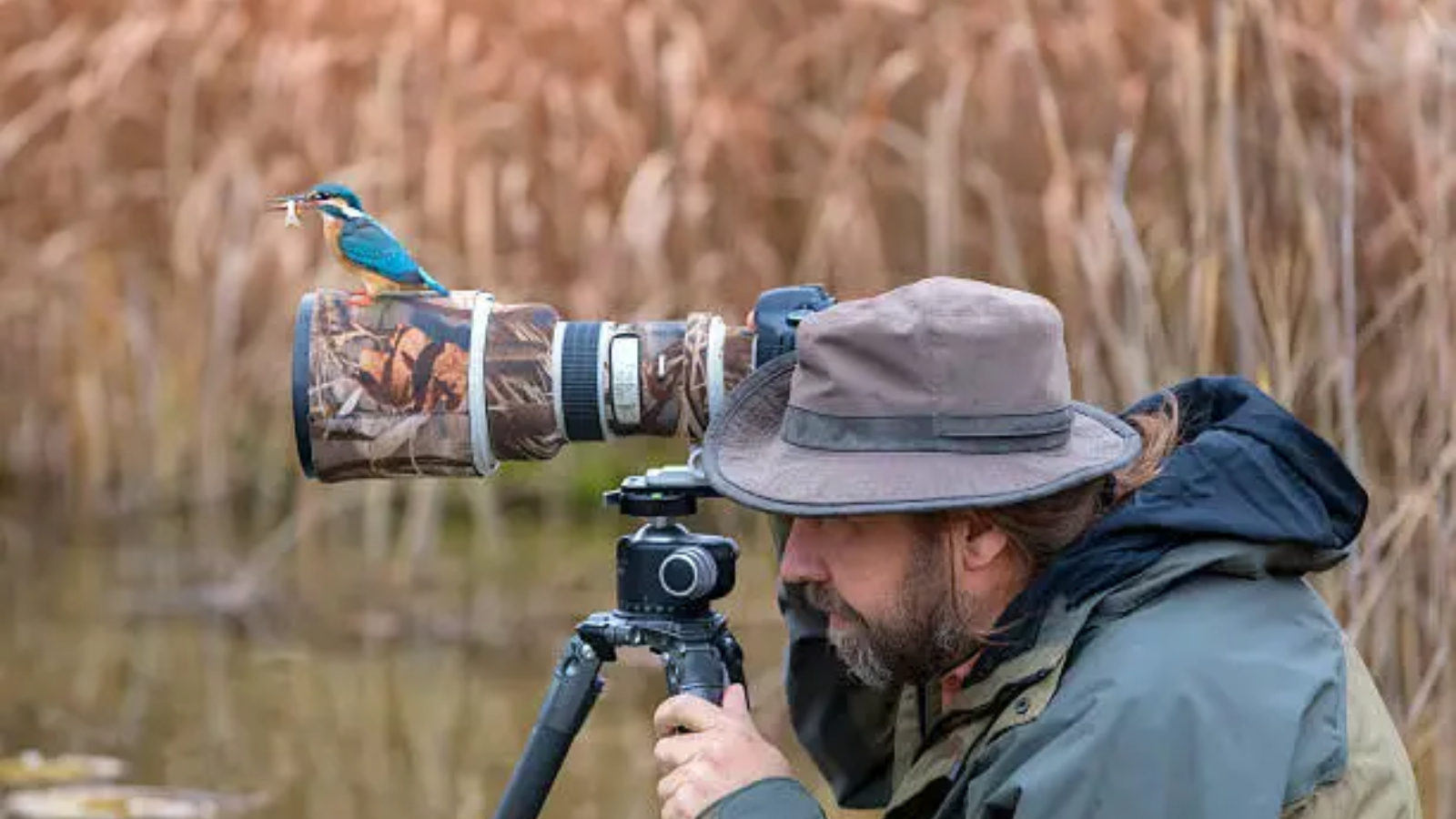 birds