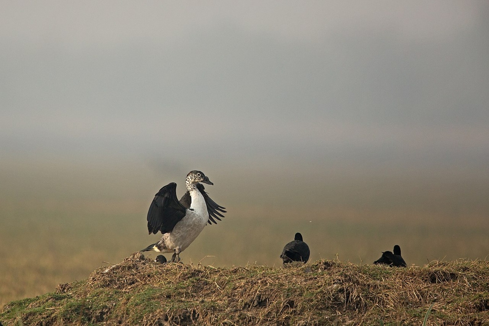 birdwatching