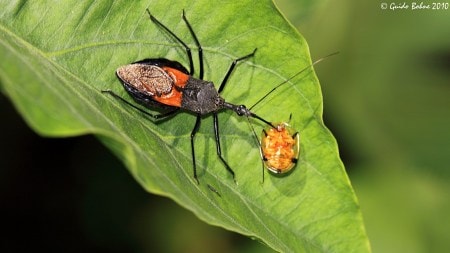 assassin bug