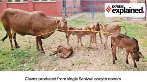 In a first, 5 Sahiwal calves have been born through advanced IVF tech. Here’s why this matters