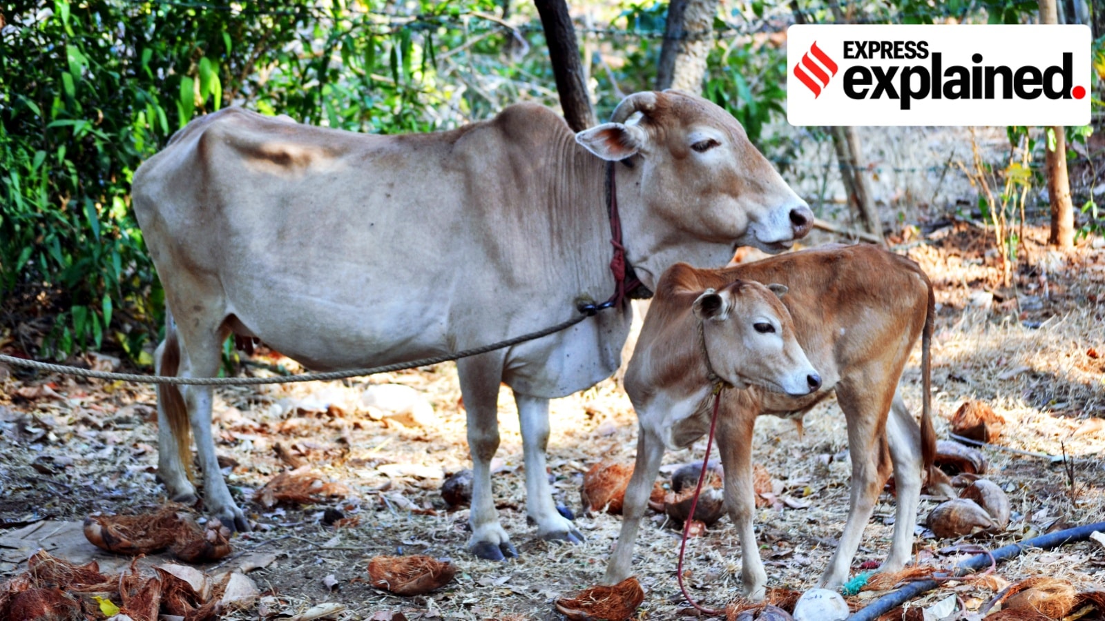In a first, healthy calves have been born in India through advanced IVF tech. Here’s why this matters