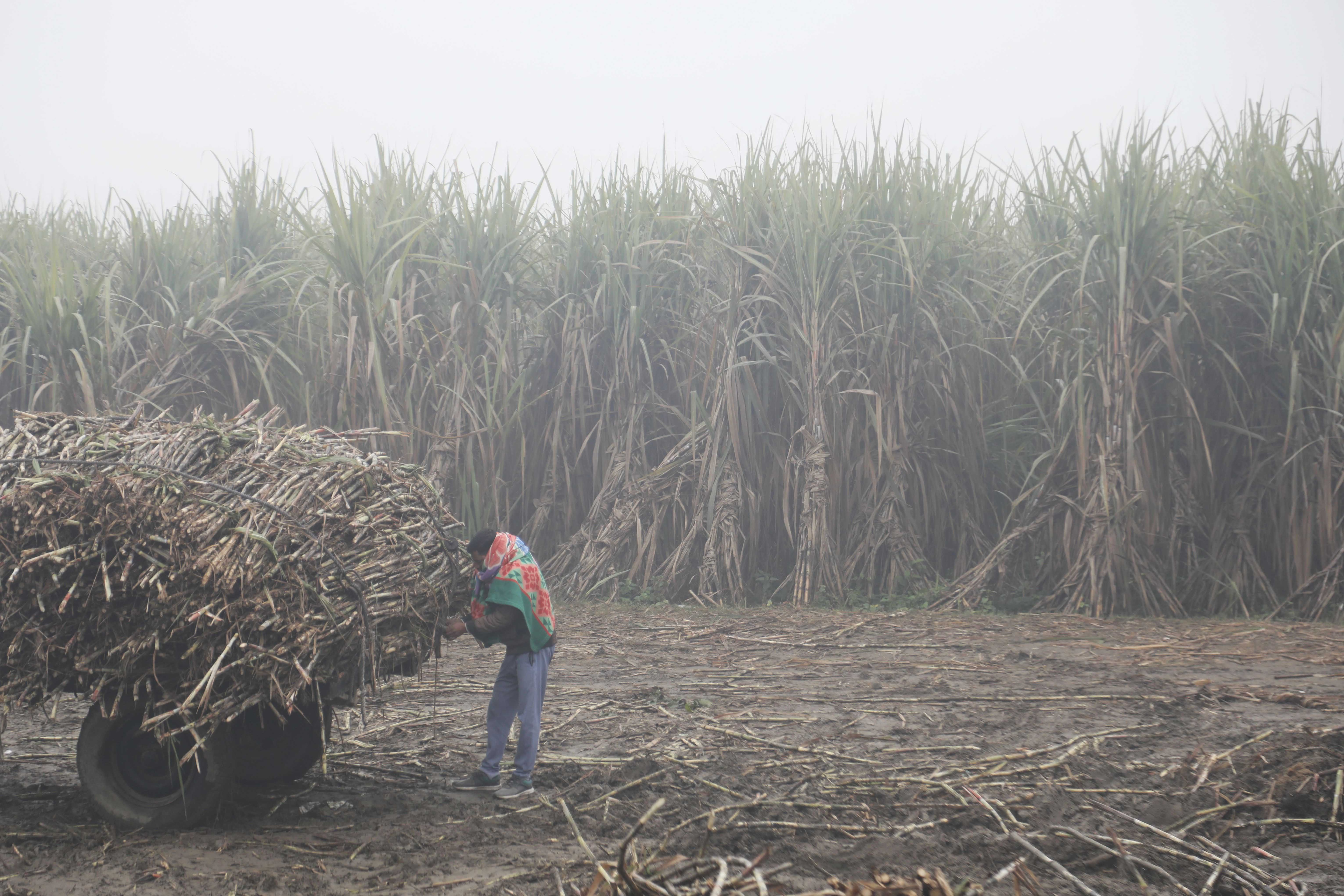 The Art of Baking: From Classic Bread to Artisan Pastries