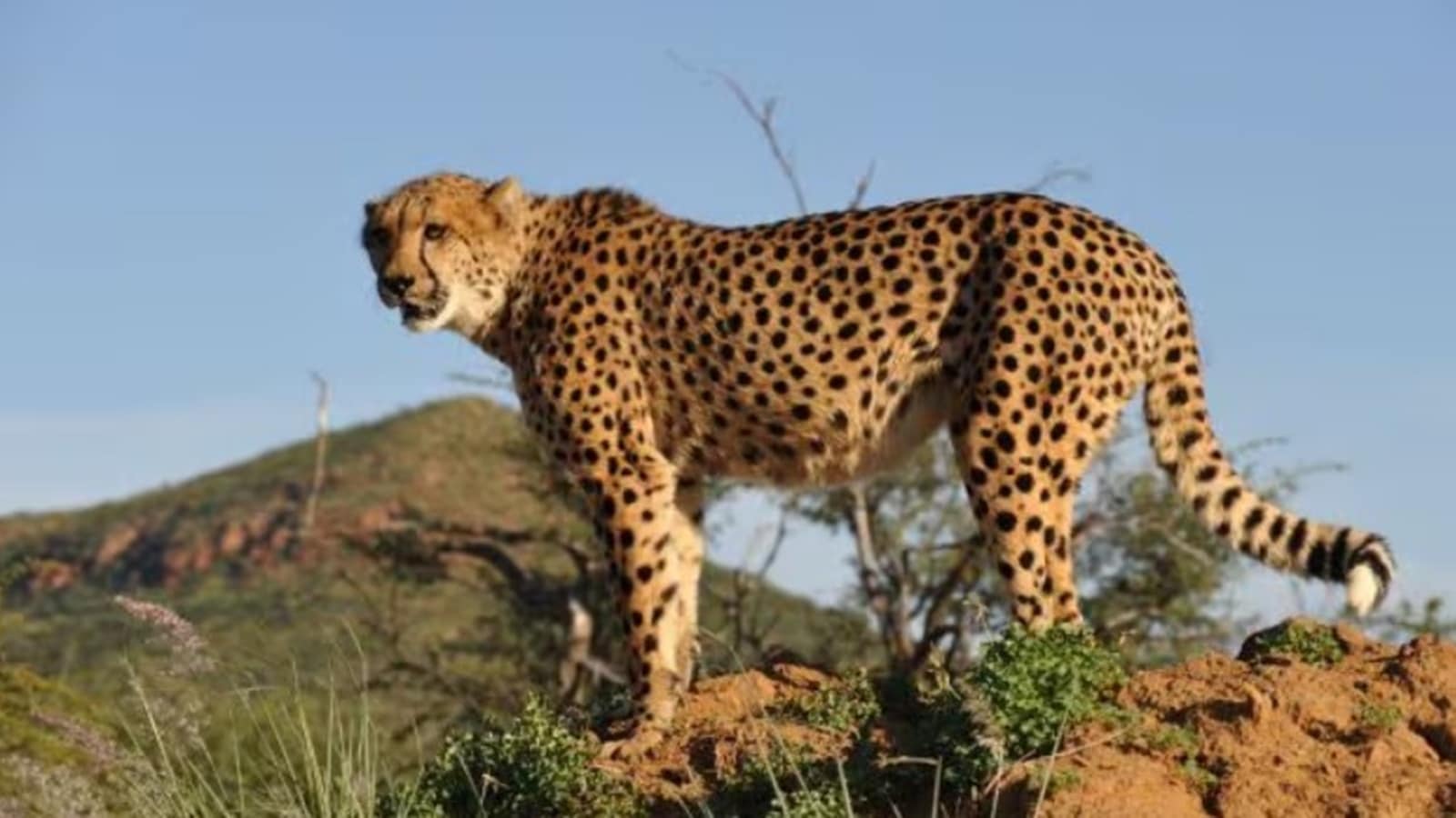 Why some cheetahs from Madhya Pradesh are making their way to Rajasthan
