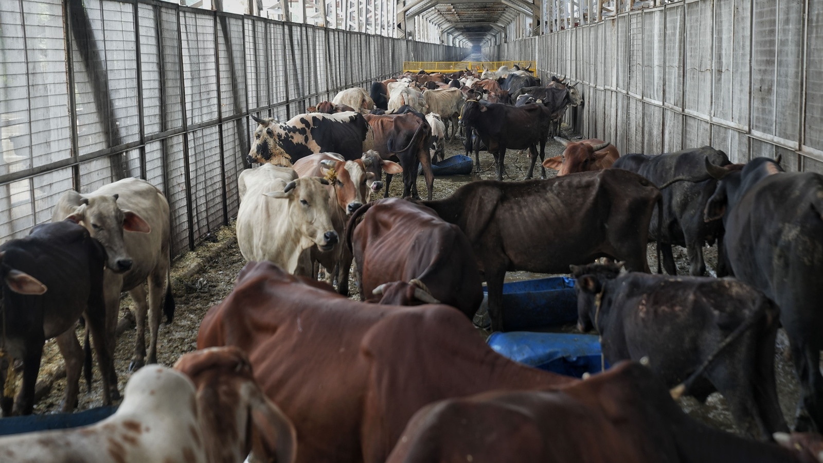 35,000 arrests, Rs 83 crore assets seized: UP govt flags its crackdown on cow slaughter since 2020