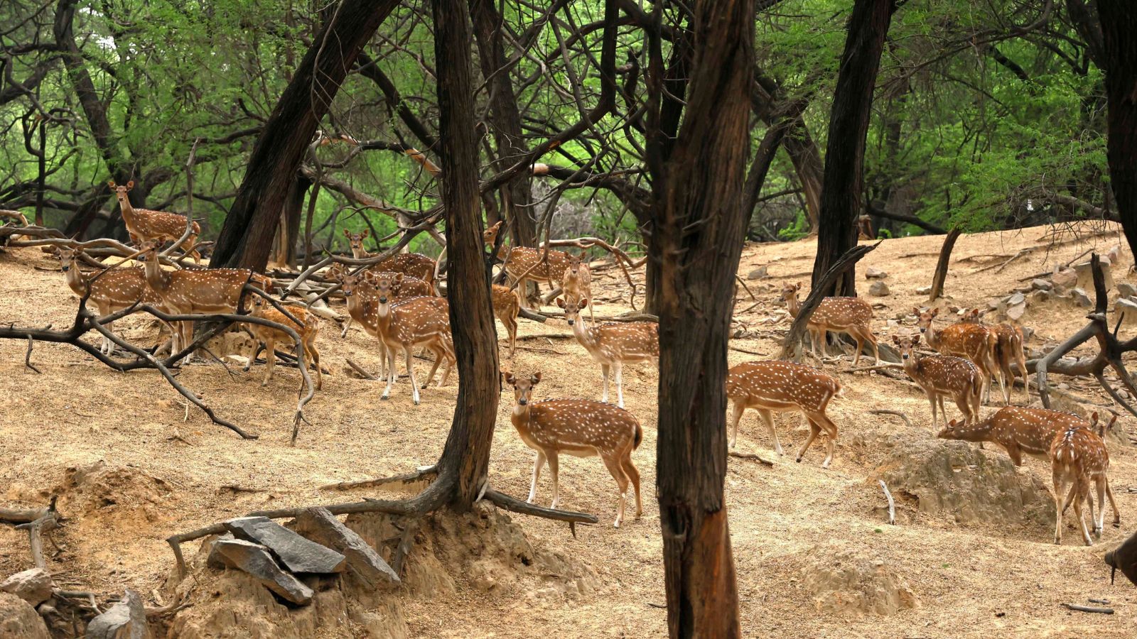 The Art of Baking: From Classic Bread to Artisan Pastries