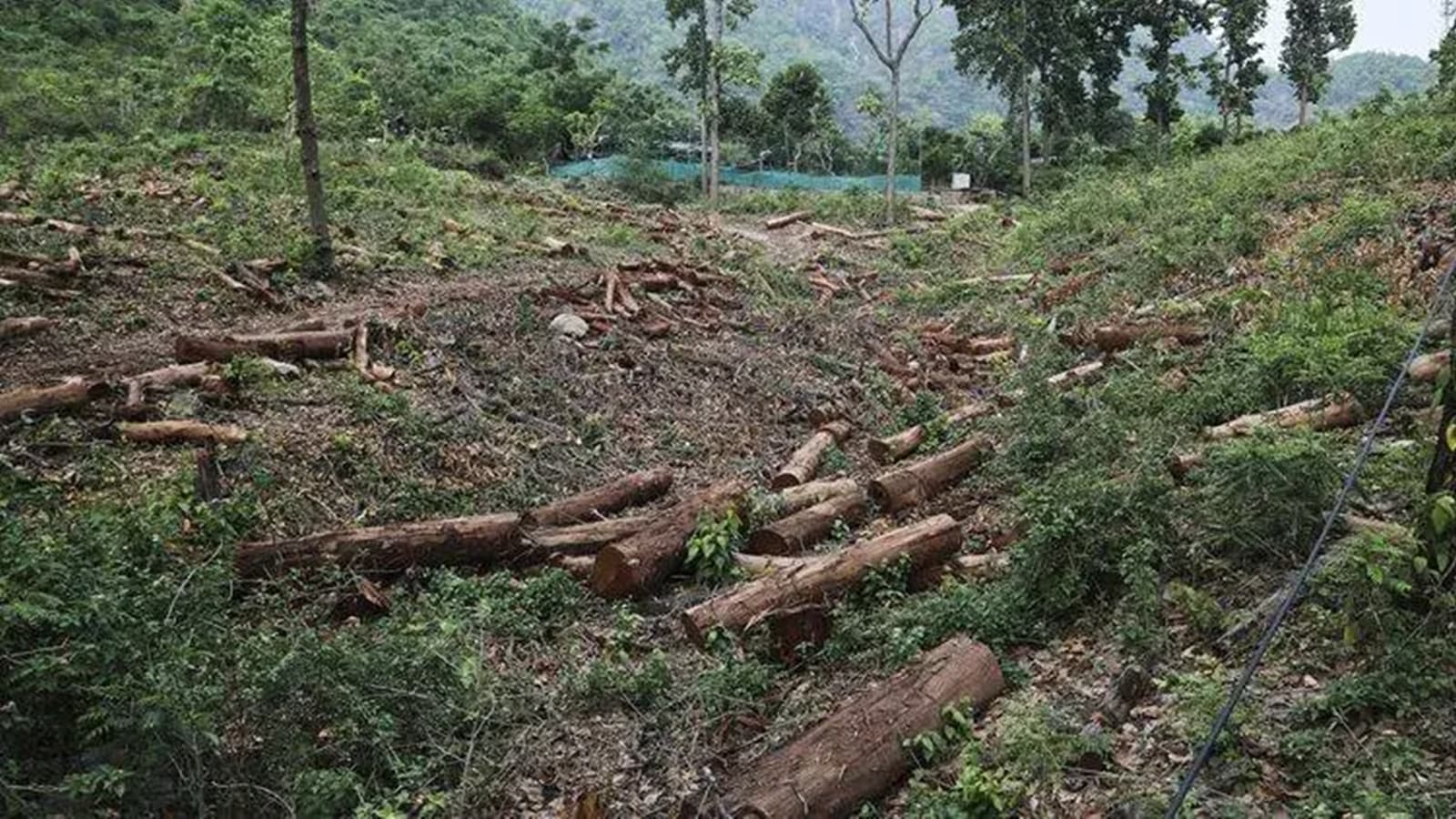 Forest Survey of India stops its AI-based fortnightly alerts to states on deforestation