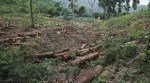 Forest Survey of India stops its AI-based fortnightly alerts to states on deforestation