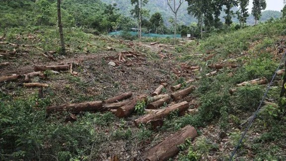 Forest Survey of India stops its AI-based fortnightly alerts to states on deforestation