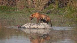 tiger, rhino kill, dudhwa tiger reserve