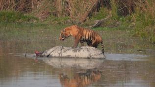 tiger, rhino kill, dudhwa tiger reserve