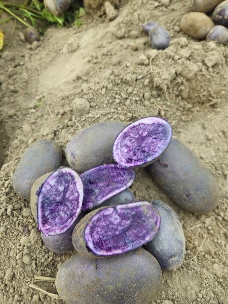 A large amount of purple potato lying in the field. (Express Photo)