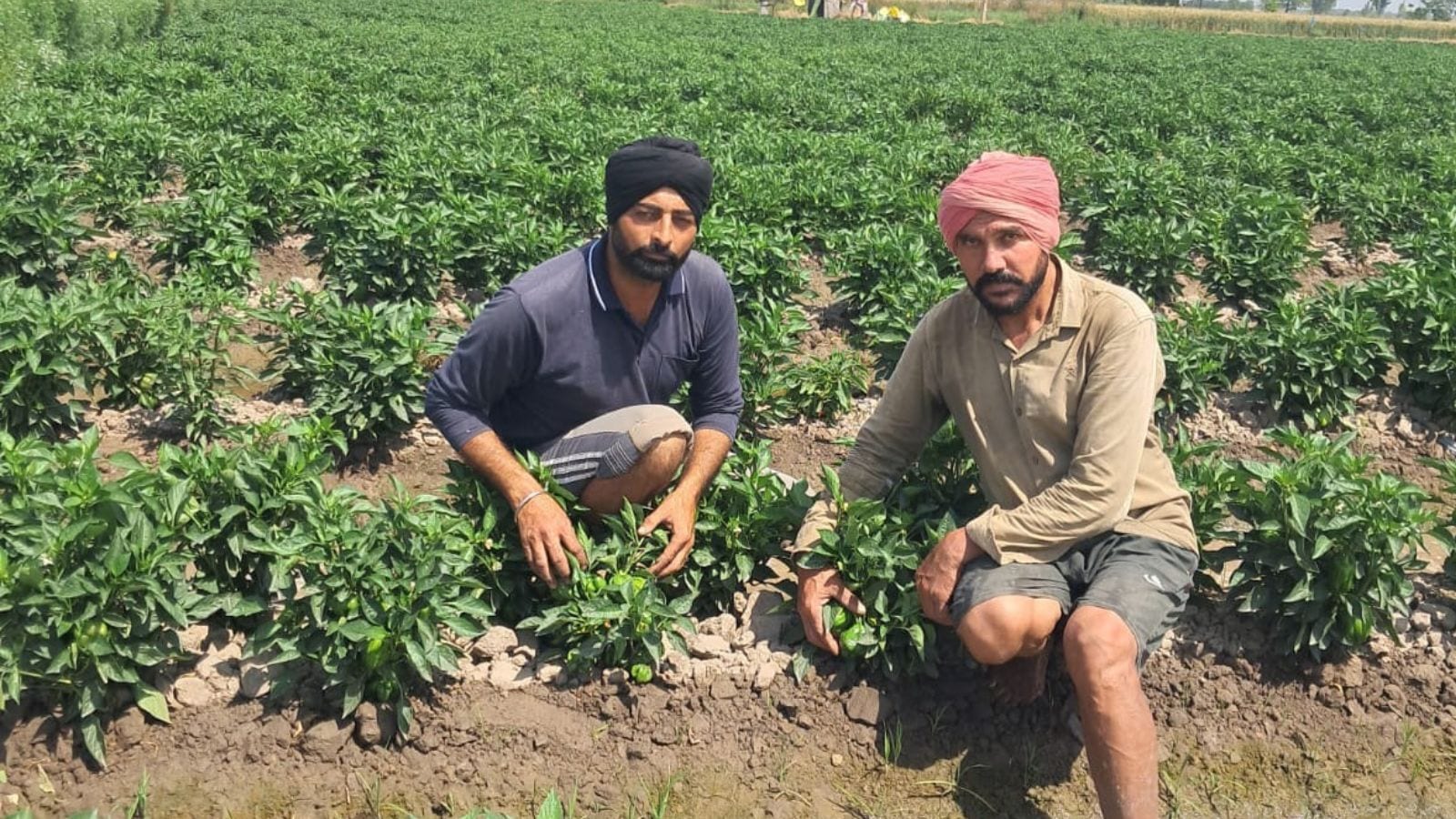 Farmers’ Column: Punjab duo shun wheat-paddy to bet big on veggies — and win big