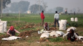 farmers