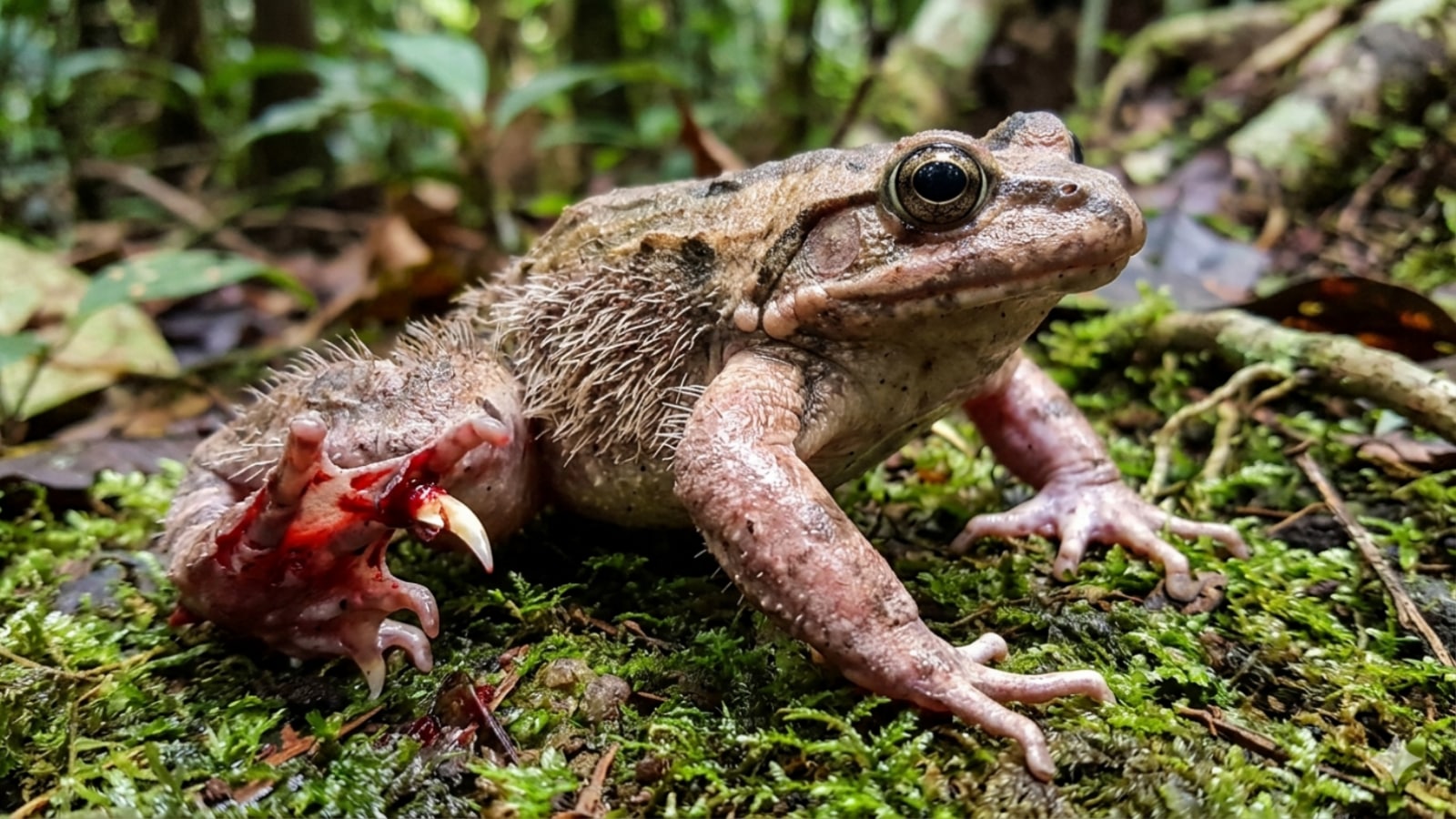 The frog that breaks its own bones to grow claws